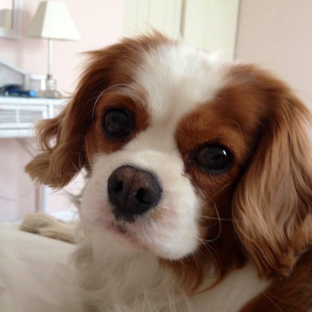 Meet your Posher, Cameo